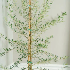 Manzanillo Olive Tree -Plant Sales Store Manzanilla Olive Tree 2