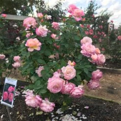 Marc Chagall™ Rose -Plant Sales Store Marc Chagall