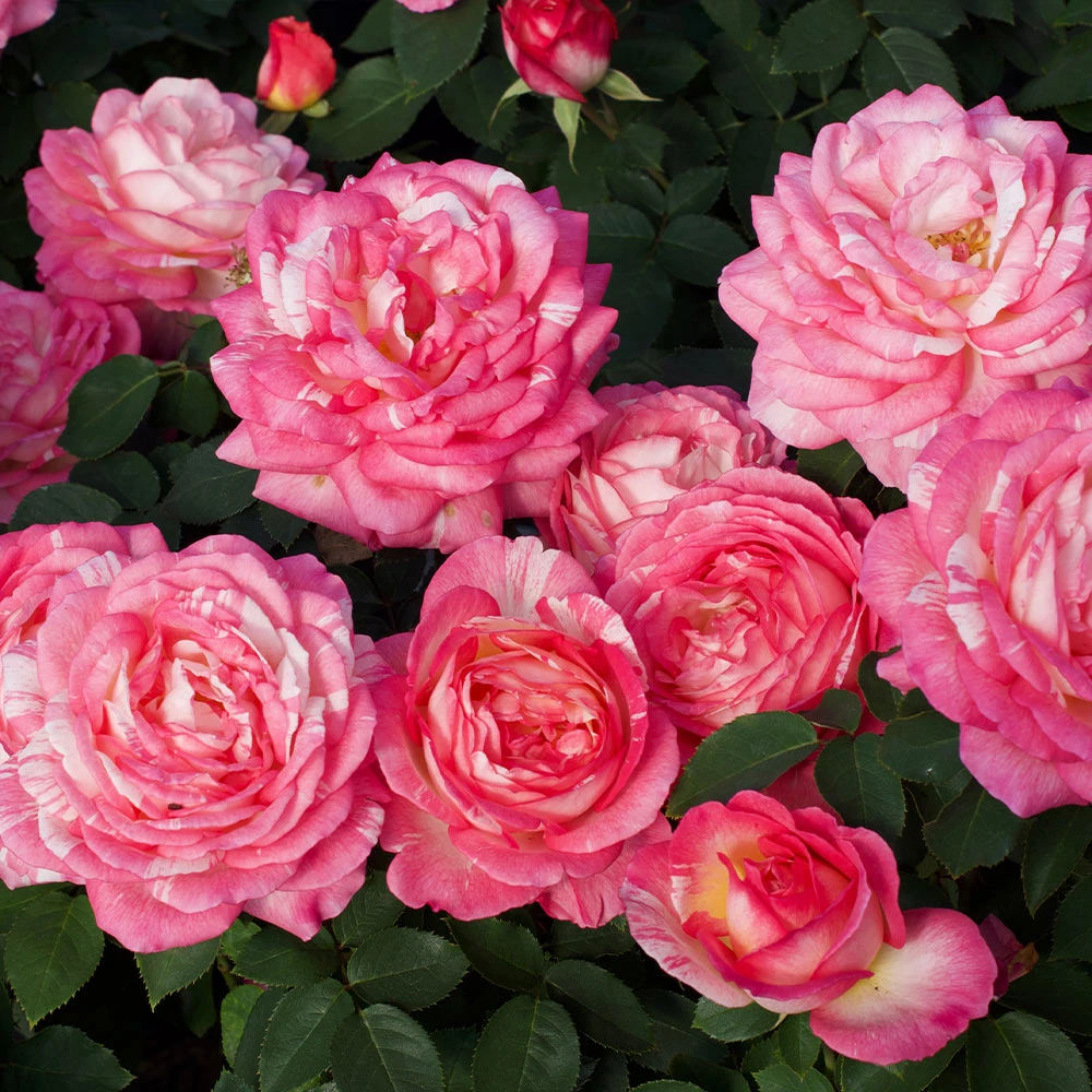 Marc Chagall™ Rose Tree 3 Marc Chagall™ Rose Tree - Image 3