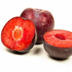 Methley Plum Tree -Plant Sales Store Methley Plum 3 6230ed7a 5c4e 4b03 88d0 ad8f75f62363