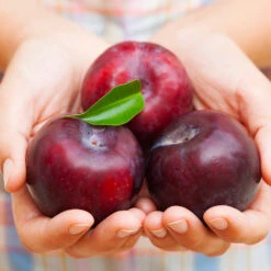 Methley Plum Tree -Plant Sales Store Methley Plum 4 4ec34c93 142f 4450 8af1 feb06f93c049