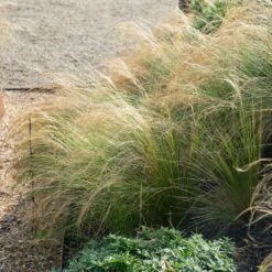 Mexican Feather Grass 7 Mexican Feather Grass -Plant Sales Store Mexican Feather Grass 2 FGT