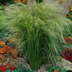 Mexican Feather Grass 8 Mexican Feather Grass -Plant Sales Store Mexican Feather Grass 5