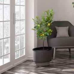 Meyer Lemon Tree - USDA Organic 11 Meyer Lemon Tree - USDA Organic -Plant Sales Store Meyer Lemon Tree 3 FGT b7562976 3142 4944 868e f1282fe437b5