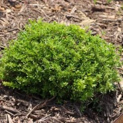 Micron® Holly Shrub 9 Micron® Holly Shrub -Plant Sales Store Micron Holly 8 FGT