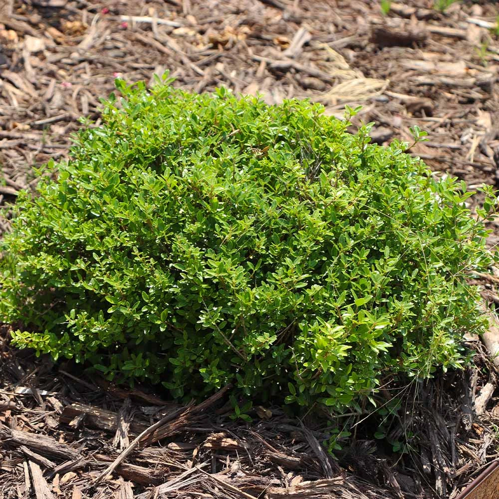 Micron® Holly Shrub 5 Micron® Holly Shrub - Image 5