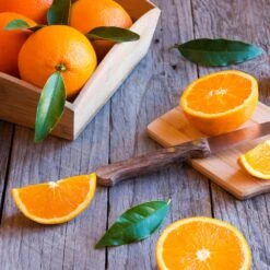 Midknight Valencia Orange -Plant Sales Store MidKnight Orange 3 FGT