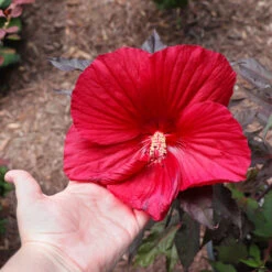 Midnight Marvel Hardy Hibiscus -Plant Sales Store Midnight Marvel Hibiscus 2