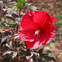 Midnight Marvel Hardy Hibiscus -Plant Sales Store Midnight Marvel Hibiscus 6