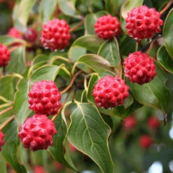 Milky Way Chinese Dogwood Tree -Plant Sales Store Milky Way Select 1