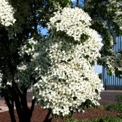 Milky Way Chinese Dogwood Tree -Plant Sales Store Milky Way Select 3