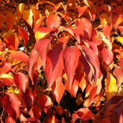 Milky Way Chinese Dogwood Tree -Plant Sales Store Milky Way Select 4