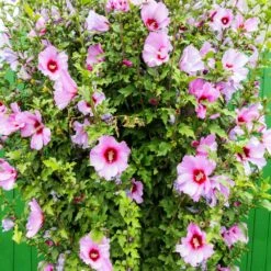 Minerva Rose Of Sharon Althea Shrub -Plant Sales Store Minerva Rose of Sharon 3