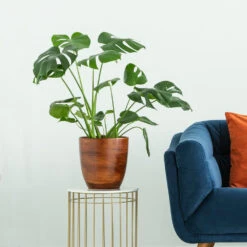 Boho House Plant Kit 13 Boho House Plant Kit -Plant Sales Store Monstera delisiosa 3 FGT 704a637b b40b 4518 a8eb f83a103d90ba