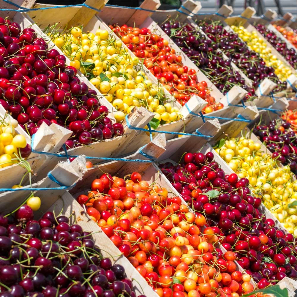 5-in-1 Cherry Tree 2 5-in-1 Cherry Tree - Image 2