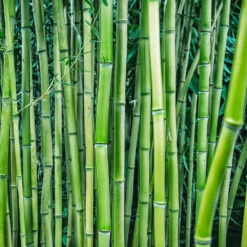 Multiplex Bamboo -Plant Sales Store Multi plex bamboo 3
