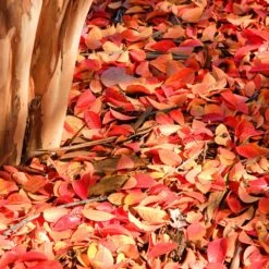 Muskogee Crape Myrtle Tree -Plant Sales Store Muskogee Crape Myrtle 6