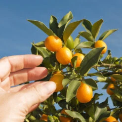 Nagami Kumquat Tree -Plant Sales Store Nagami Kumquat 1 FGT 53154ba8 d115 4c13 bdd7 2e152c12e263