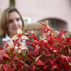 Fire Power Nandina Shrub -Plant Sales Store Nandina Firepower 1