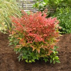 Obsession™ Nandina Shrub -Plant Sales Store Nandina Obsession 2