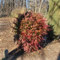 Obsession™ Nandina Shrub -Plant Sales Store Nandina Obsession 3