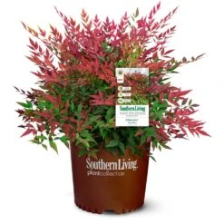 Obsession™ Nandina Shrub -Plant Sales Store Nandina Obsession 4