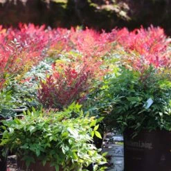 Obsession™ Nandina Shrub -Plant Sales Store Nandina Obsession 7 FGT