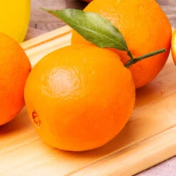 Navel Orange Tree - USDA Organic -Plant Sales Store Navel Orange 2 FGT 14629529 59ec 469f 9eb9 2f95d6d1513b