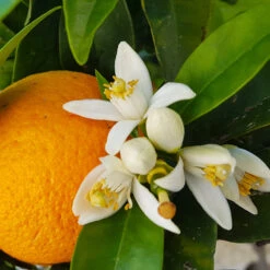 Navel Orange Tree - USDA Organic -Plant Sales Store Navel Orange 4 8a86aad7 97b4 4006 b1b3 5eec7b5da47f