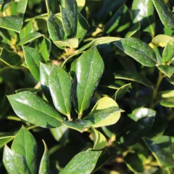 Needlepoint Holly 8 Needlepoint Holly -Plant Sales Store Needlepoint Holly 4