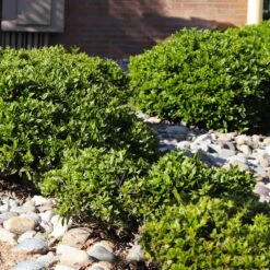 Needlepoint Holly 9 Needlepoint Holly -Plant Sales Store Needlepoint Holly 5