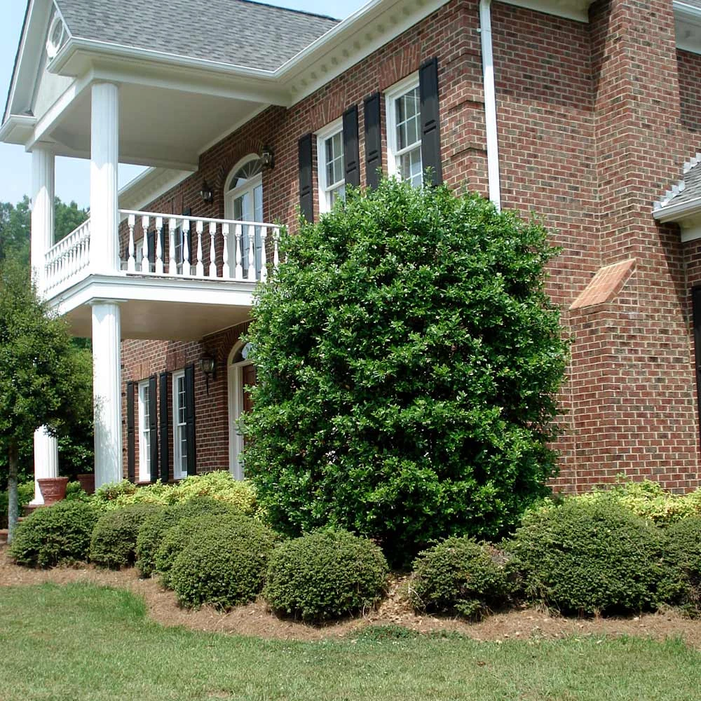 Nellie Stevens Holly 6 Nellie Stevens Holly - Image 6