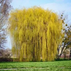 Niobe Golden Weeping Willow -Plant Sales Store Niobe weeping willow 1