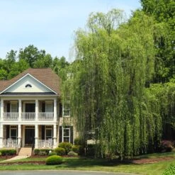 Niobe Golden Weeping Willow -Plant Sales Store Niobe weeping willow 3