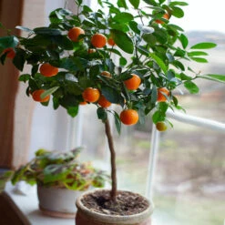 Nules Clementine Tree 6 Nules Clementine Tree -Plant Sales Store Nules Clementine 2 FGT c092ce2d a906 45fb 86fe 704ce2a65d74