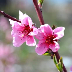Indian Free White Peach Tree -Plant Sales Store OHenry Peach 1 a8c9af02 394c 42ec 8c32 10aa2bbdcc4b