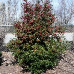 Oak Leaf™ Holly Tree -Plant Sales Store Oak Leaf Holly 4