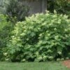 Oakleaf Hydrangea Shrub