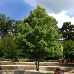 October Glory Red Maple Tree -Plant Sales Store October Glory Maple 1 FGT