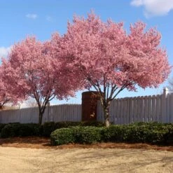 Okame Cherry Tree 11 Okame Cherry Tree -Plant Sales Store Okame Cherry 02 FGT