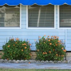 Orange Marmalade Crossandra Shrub 6 Orange Marmalade Crossandra Shrub -Plant Sales Store Orange Marrmelade Crossandra 4