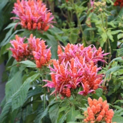 Orange Shrimp Plant -Plant Sales Store Orange Shrim plant 2 BB