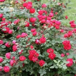 Oso Easy® Double Red Rose -Plant Sales Store Oso Double Red Rose 1
