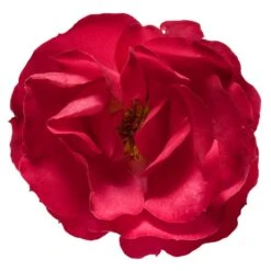 Oso Easy® Double Red Rose -Plant Sales Store Oso Double Red Rose 3