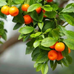 Owari Satsuma Mandarin Tree - USDA Organic 8 Owari Satsuma Mandarin Tree - USDA Organic -Plant Sales Store Owari Satsuma Mandarin 3 5ad26f0d 36bb 4190 a2a3 1cf6d76e8b3b