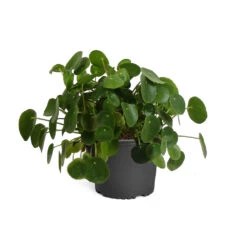 Pilea Peperomioides (Pancake Plant) -Plant Sales Store PIL PEP1 standard pot