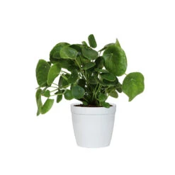Pilea Peperomioides (Pancake Plant) -Plant Sales Store PIL PEP6 white delilah
