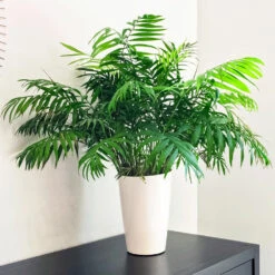 Air-Purifying House Plant Kit -Plant Sales Store Parlor Palm 1 FGT 9892e9fa 6353 4f8b 9408 ebc964ef0bf6