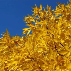 Patmore Green Ash Tree -Plant Sales Store Patmore Green Ash 2