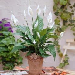 Peace Lily Plant 13 Peace Lily Plant -Plant Sales Store Peace Lily 3